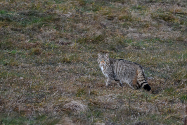 Chat forestier