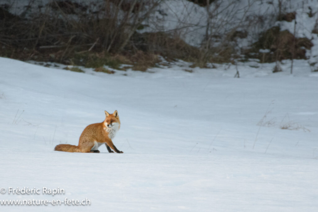 Renard