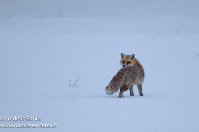 Renard