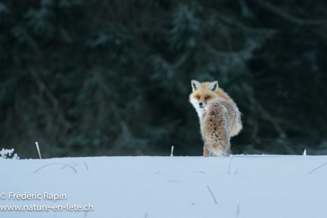 Renard