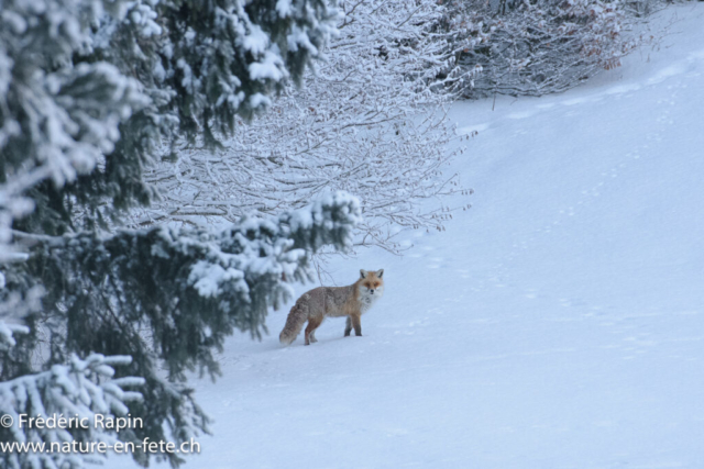 Renard