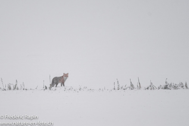 Matin de neige