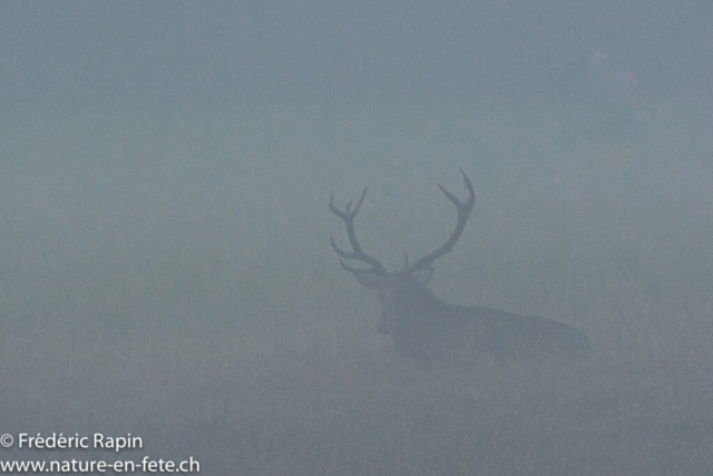 Cerf