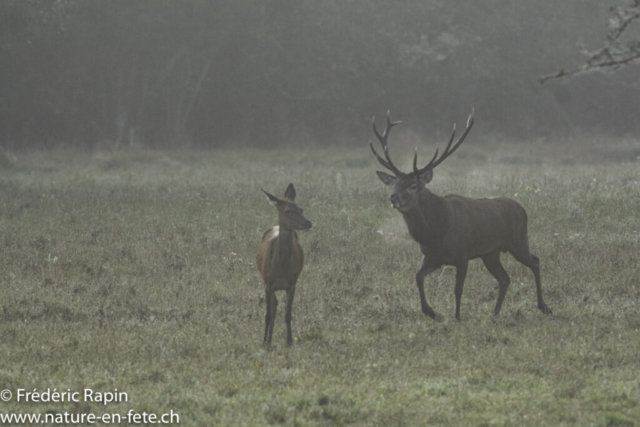 Cerf et biche