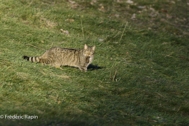 Chat forestier