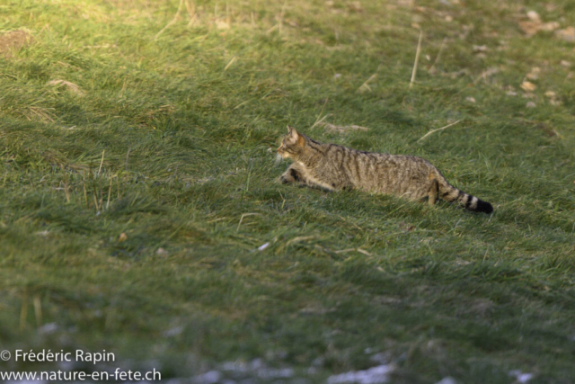 Chat forestier