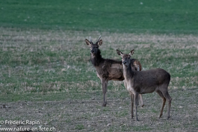 Biche et daguet