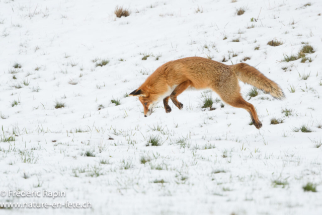 Renard