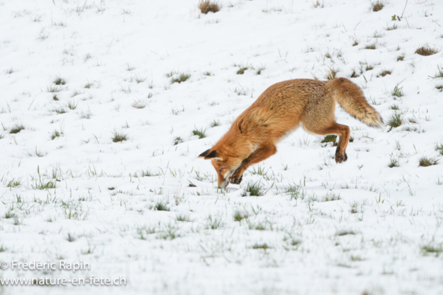 Renard