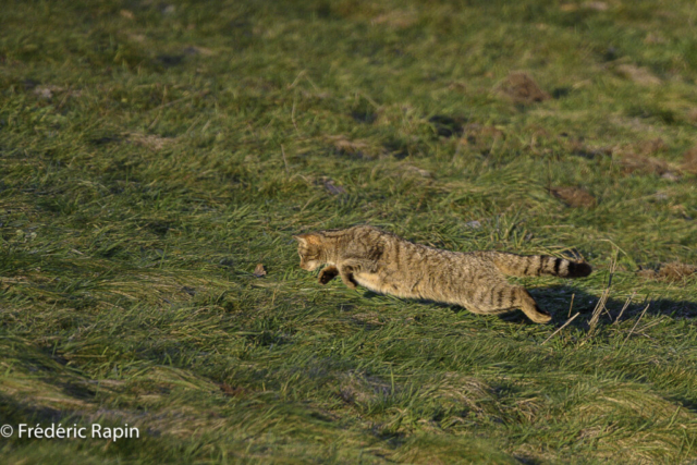 Chat forestier