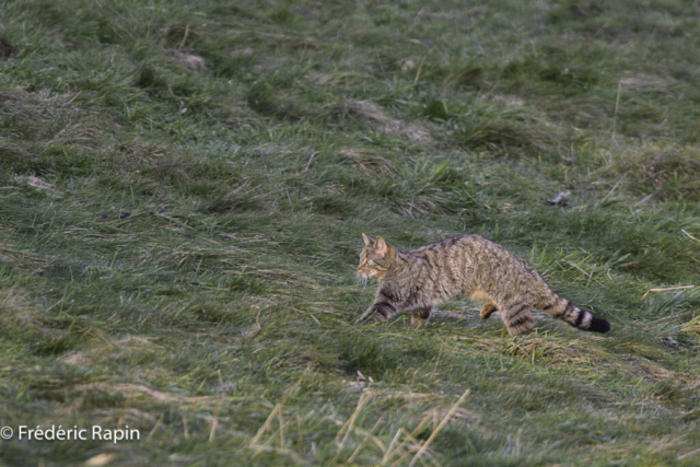 Chat forestier