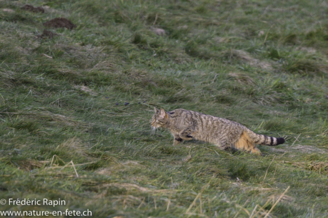 Chat forestier