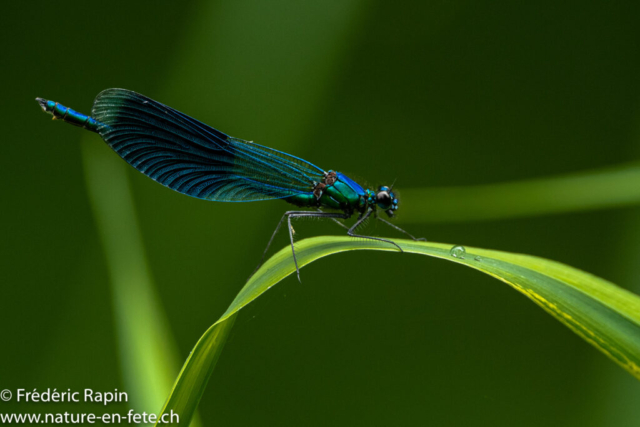 Caloptéryx splendide