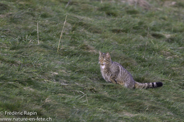 Chat forestier
