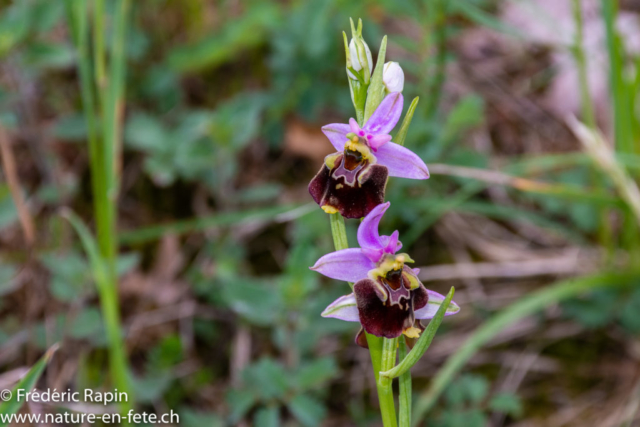 Ophrys bourdon