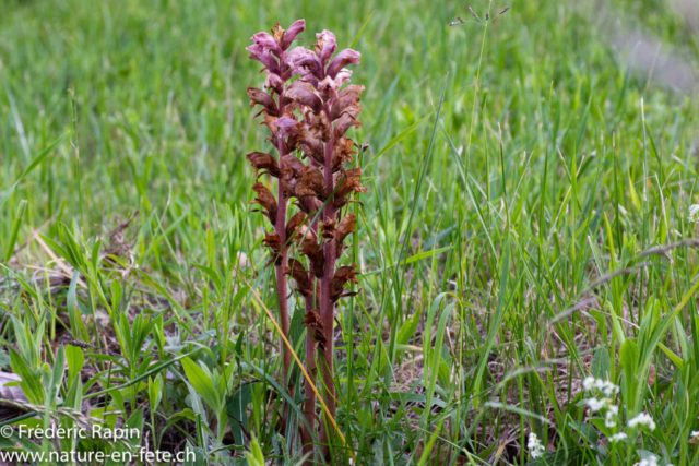 Orobanche du gaillet