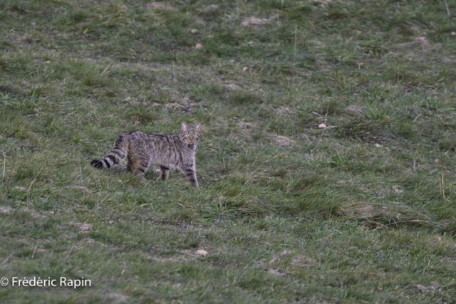 Chat forestier