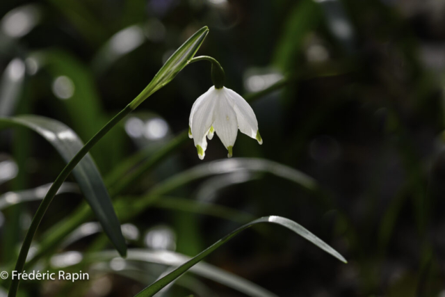 Nivéole de printemps