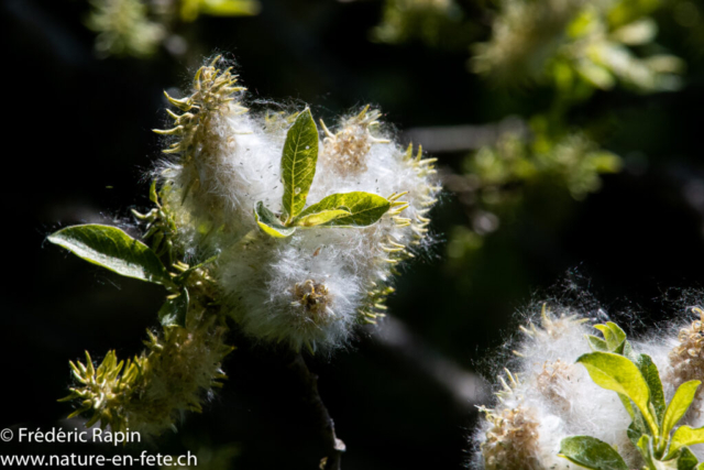 Saule en fleurs