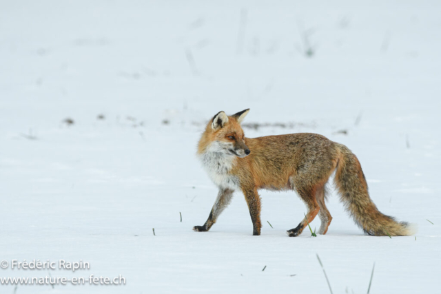 Renard