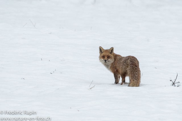Renard