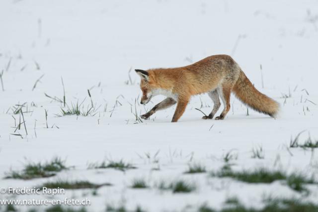Renard