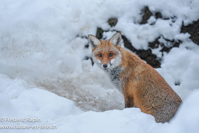Renard