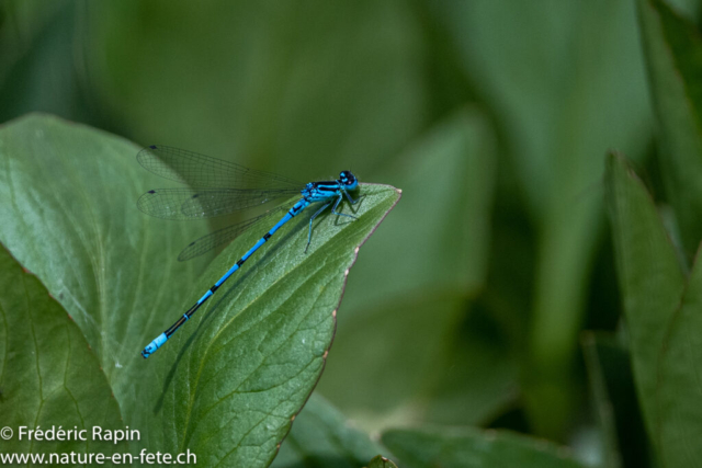 Agrion jouvencelle