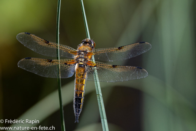 Libellule quadrimaculée