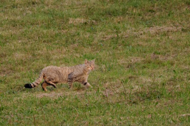 Chat forestier
