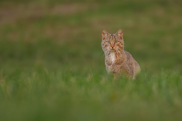 Chat forestier