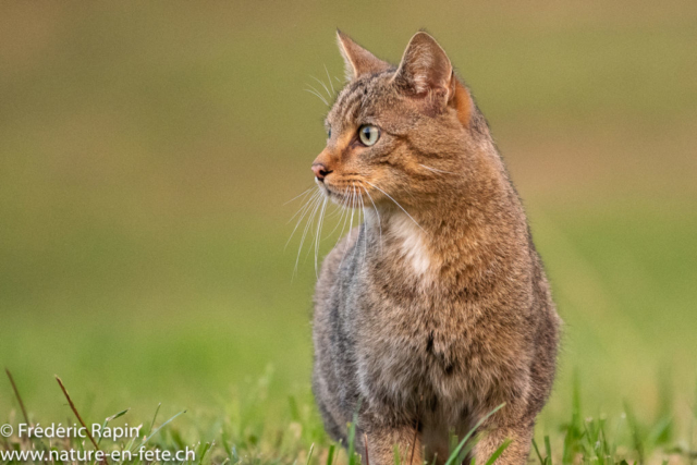 Chat forestier