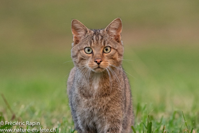 Chat forestier