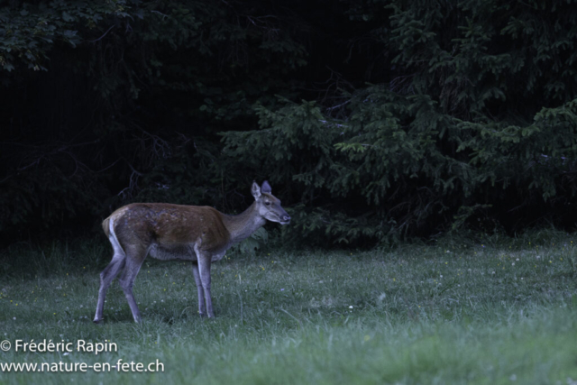 Biche