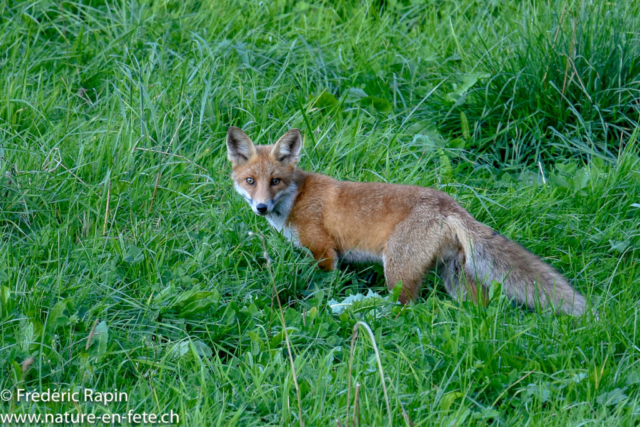 En chasse
