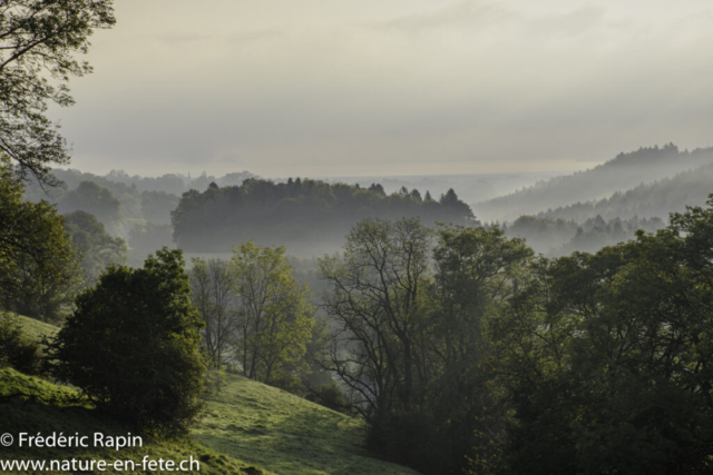 Matin d'automne