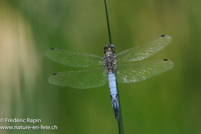 Orthetrum cancelé mâle