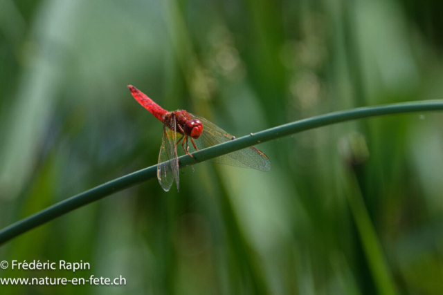 Crocothemis écarlate