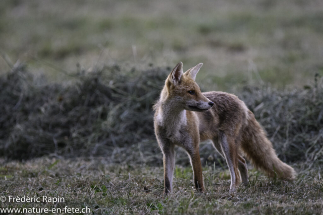 Jeune renard