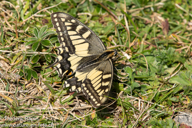 Machaon