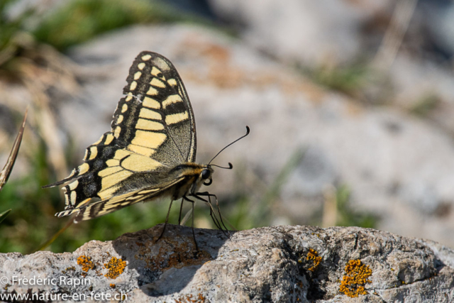 Machaon