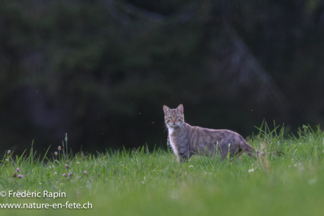 Chat forestier