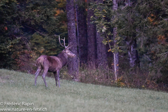 Cerf