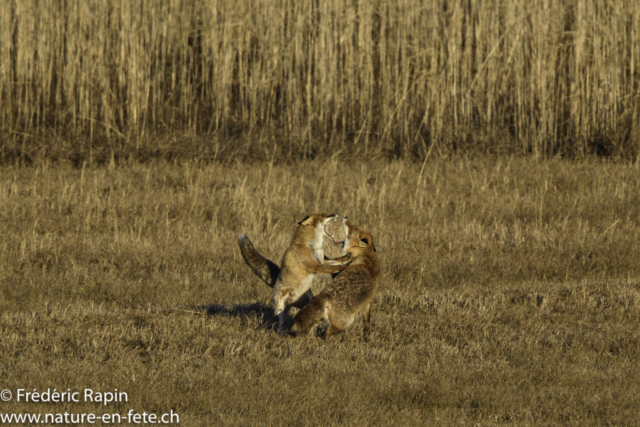Renards en rut