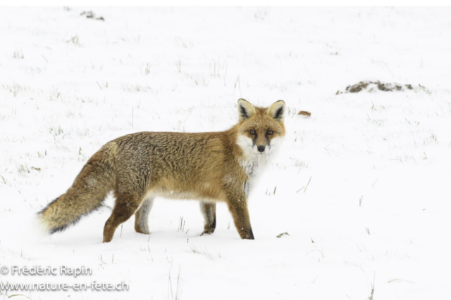 Renard