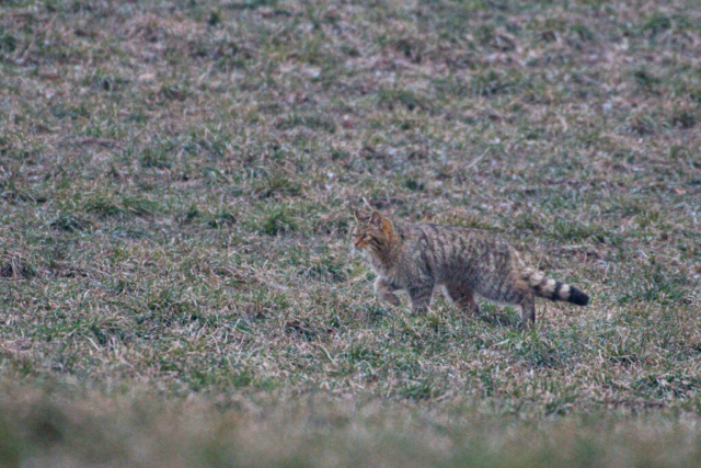 Chat forestier