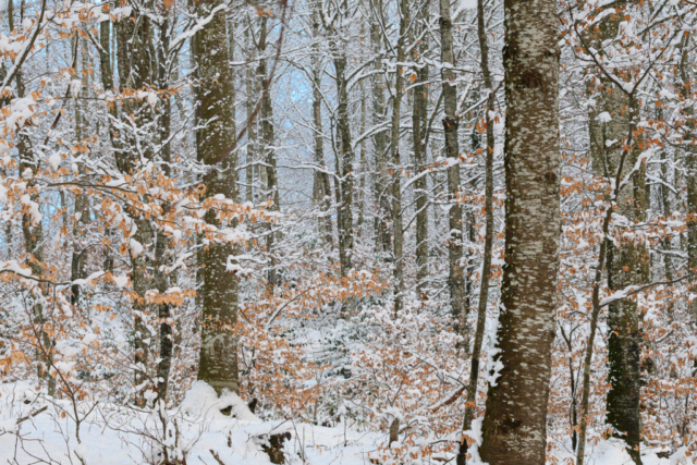 Forêt enneigée