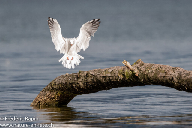 Mouette rieuse