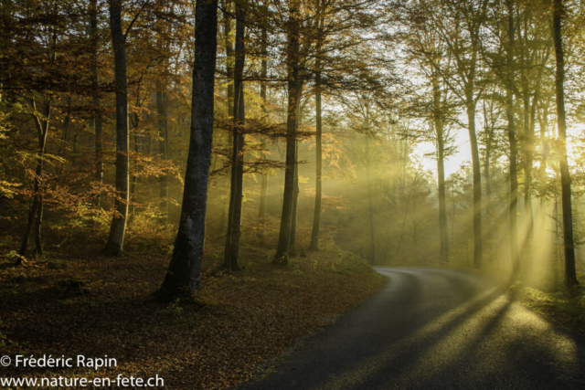 Lever de soleil au Bois de Champagne