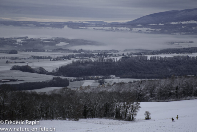 Matin d'hiver